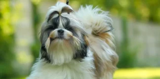 The Ultimate Guide to Shih Tzu Prices